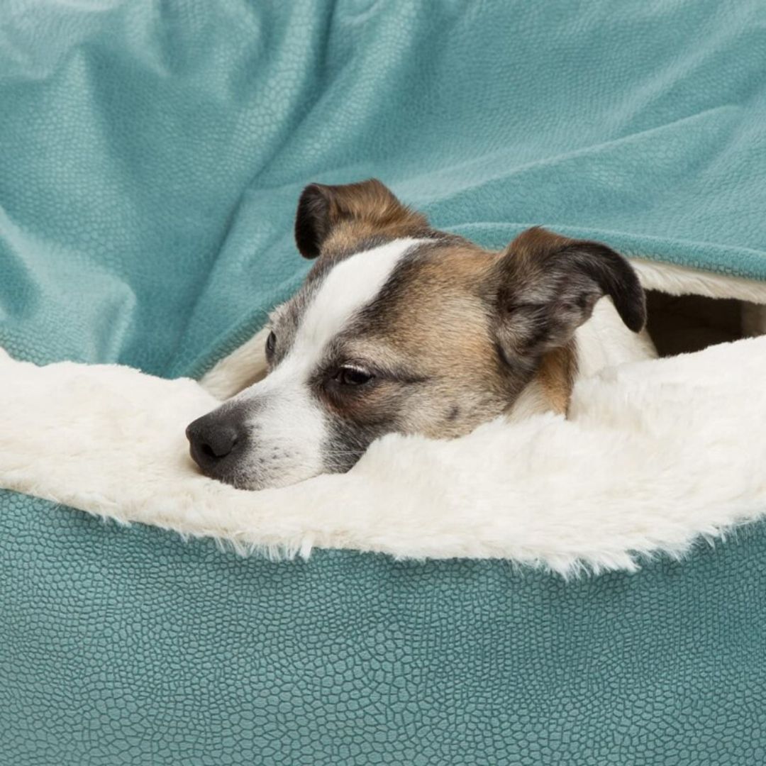 Geef Jouw Hond de Ultieme Ontspanning en Comfort - Hondenmand