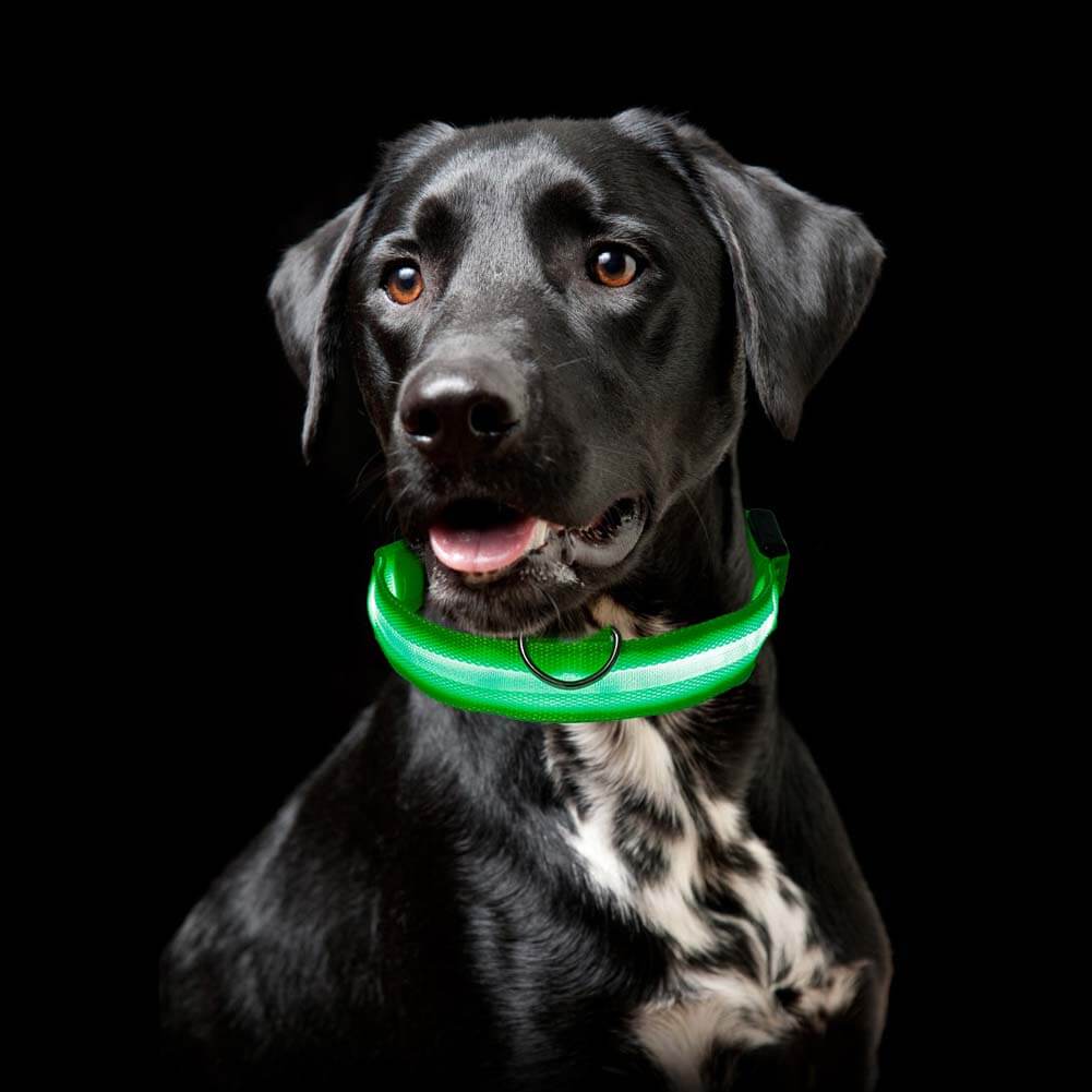 Zorg voor de Veiligheid van je Hond met de Reflecterende Halsband!
