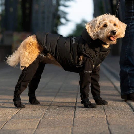 Bescherm de Pootjes van je Hond: Ontdek Hondenlaarzen die Werken!