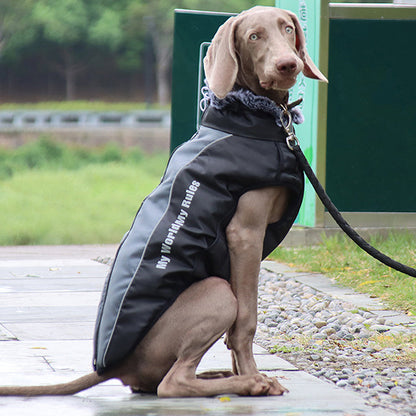 De Ultieme Winterjas voor je Hond: Comfort en Veiligheid in Één!