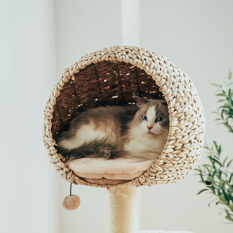 Kattennest Avontuur met Rotan Accenten en Verschillende Rustplekken