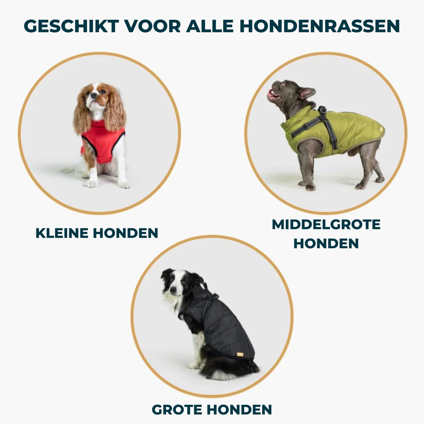 De Perfecte Winterjas voor Honden: Warm, Trendy en Veilig!