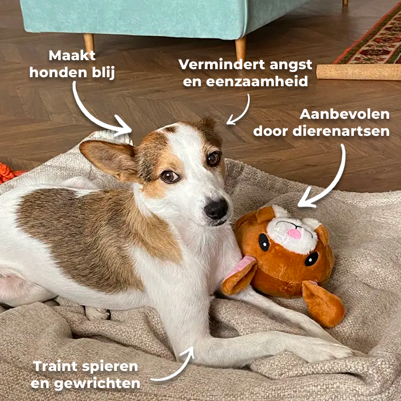 Mijn Hond Kan Er Geen Genoeg Van Krijgen: De Sleutel tot Een Gelukkige en Actieve Hond!