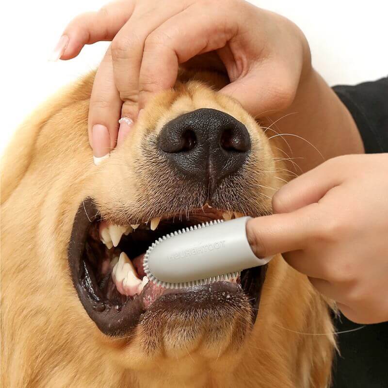 BOBBY Tandenborstel voor Honden en Katten