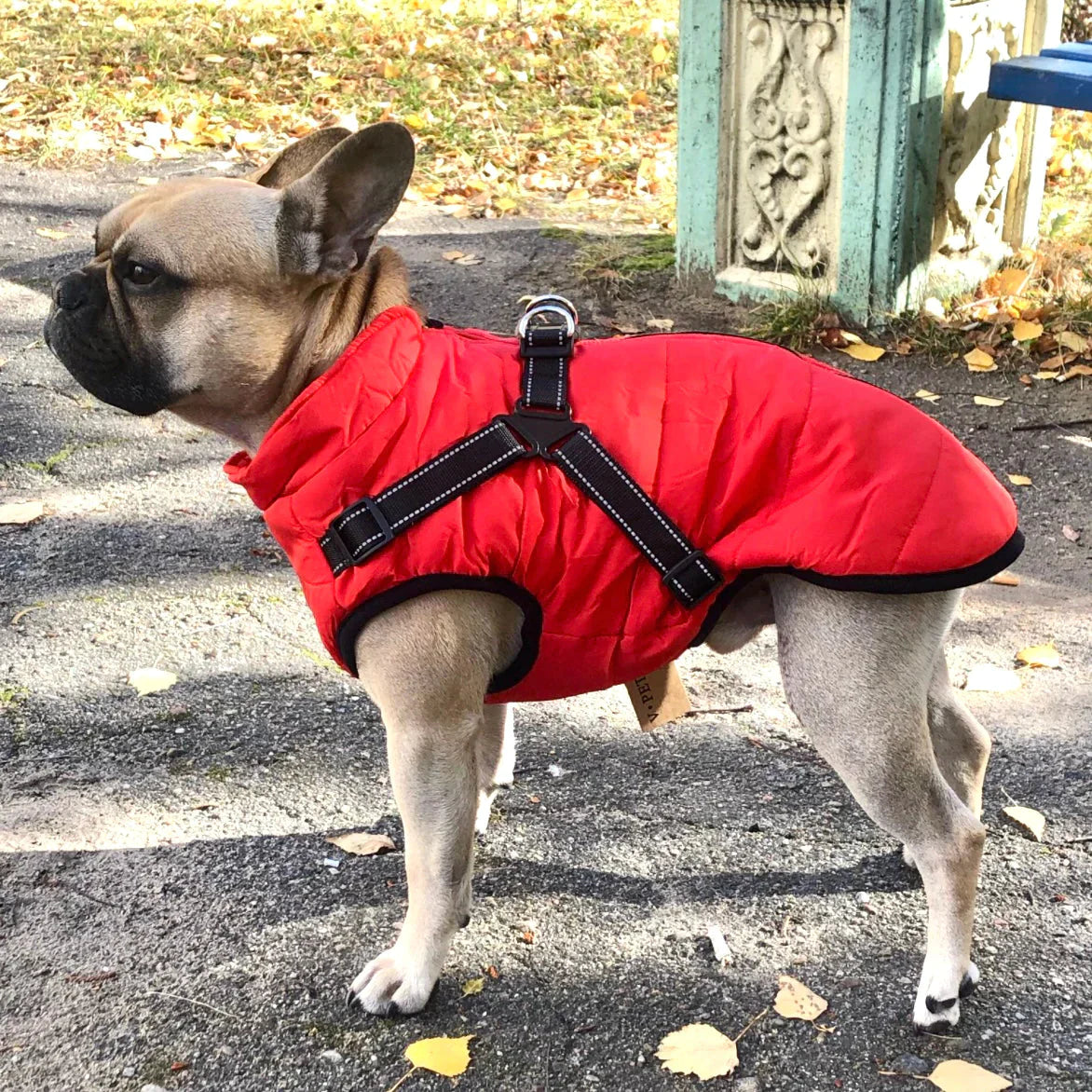 De Perfecte Winterjas voor Honden: Warm, Trendy en Veilig!